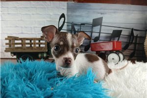 Tiki - Chihuahua for sale
