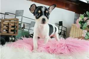 Sarah - puppy for sale