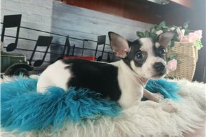 Rhett - puppy for sale