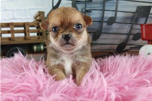 Yola - puppy for sale