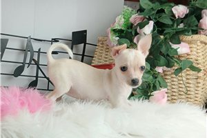 Savannah - Chihuahua for sale