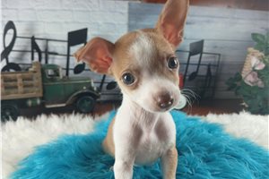 Skipper - Chihuahua for sale