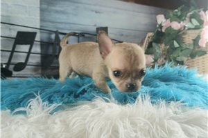 Samuel - puppy for sale
