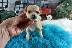 Phoenix - Chihuahua for sale