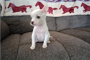 River - Chihuahua for sale
