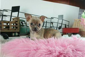 Isabella - Chihuahua for sale