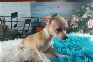 Phoenix - Chihuahua for sale