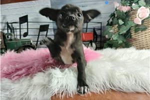 Amelia - Chihuahua for sale