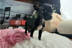 Tyra - puppy for sale
