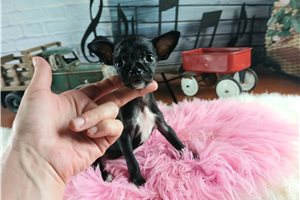 Tyra - Chihuahua for sale