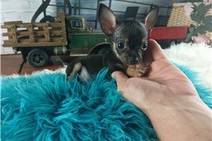 Cedric - puppy for sale