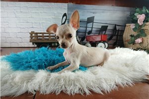 Alfie - Chihuahua for sale