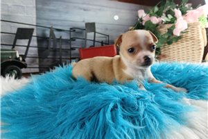 Pilot - puppy for sale