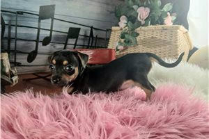 Winnie - Chihuahua for sale