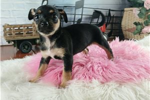 Sarai - puppy for sale