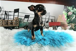 Patrick - Chihuahua for sale