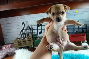 Piper - puppy for sale