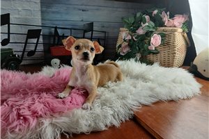 Phoebe - Chihuahua for sale