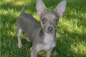 Beta - Chihuahua for sale
