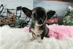 Amor - puppy for sale