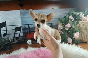 Snapdragon - puppy for sale