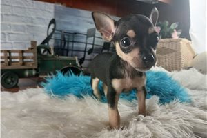 Vernon - puppy for sale