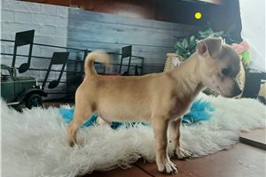 Piper - Chihuahua for sale