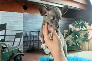 Aiden - Chihuahua for sale