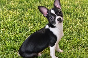 Jetta - Chihuahua for sale