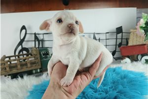 Barney - Chihuahua for sale