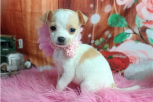 Lacey - puppy for sale