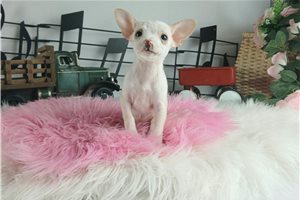 Abigail - puppy for sale