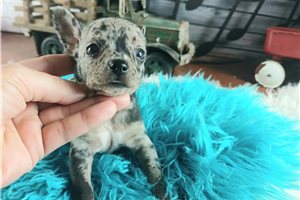 Meatball - Chihuahua for sale