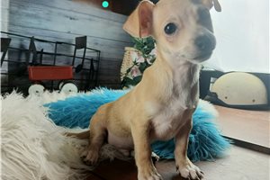 Pint - Chihuahua for sale