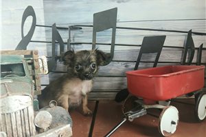 Yuri - Chihuahua for sale