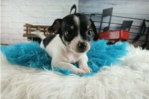 Sebastian, a Chihuahua puppy