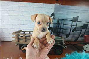 Wyatt - Chihuahua for sale