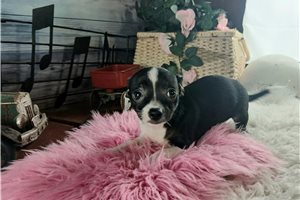 Jetta - puppy for sale
