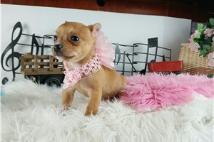 Piper - Chihuahua for sale