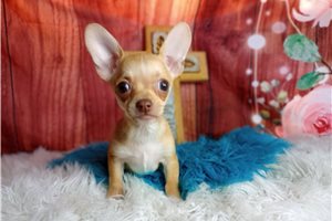 Carter - Chihuahua for sale