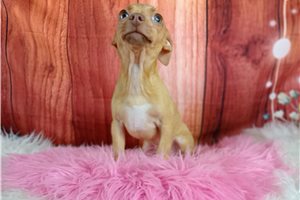 Chloe - Chihuahua for sale