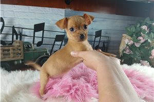 Paige - Chihuahua for sale