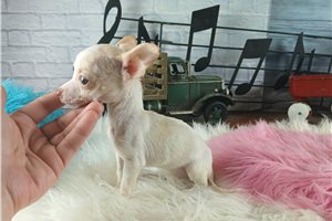 Skylar - Chihuahua for sale