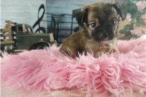 Yvette - Chihuahua for sale