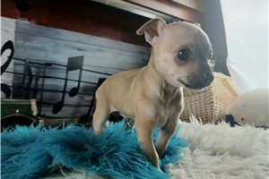 Vance - puppy for sale