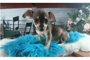 Phillip - Chihuahua for sale