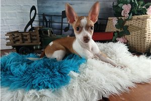 Skipper - Chihuahua for sale
