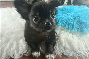 Jaxter - Chihuahua for sale