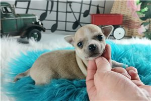 Lava - Chihuahua for sale