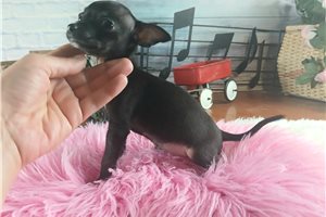 Alexa - puppy for sale